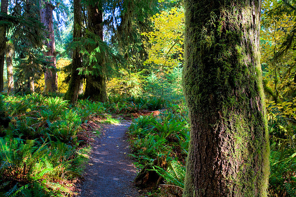 Moss Path