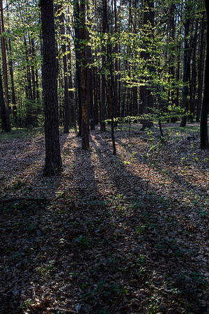 Long Shadows