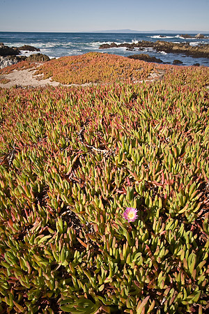 Monterey Coast