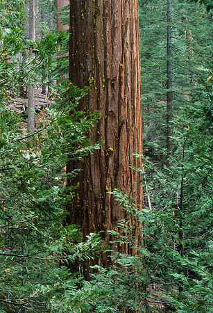 Grand Sequoias