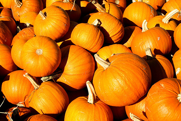 Pumpkin Pile