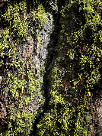 Moss and Pine