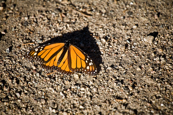 Monarch 3