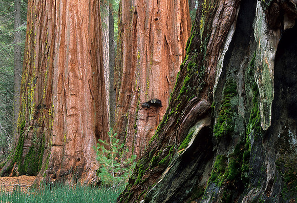 Grand Sequoias