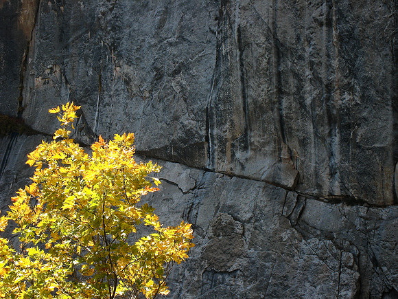 Gold Tree and Rock