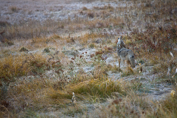 Coyote Howl
