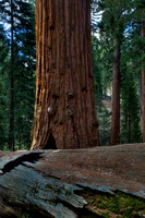 Giant Sequoia