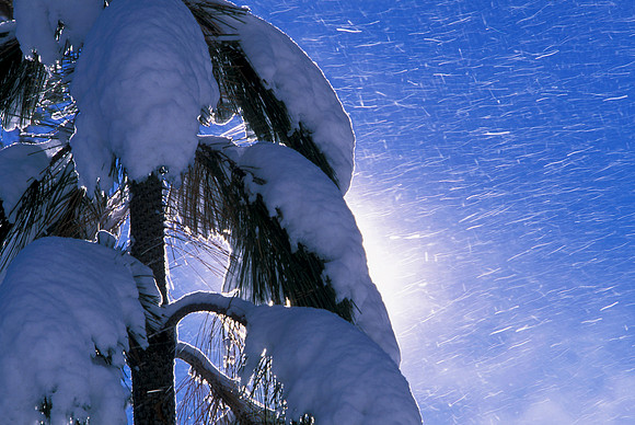 Heavy Snow Tree