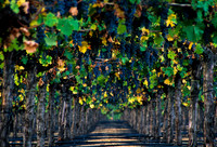 Wine Country