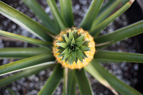 Pineapple