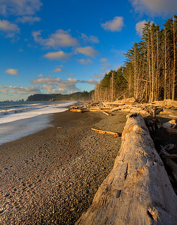 Big Driftwood