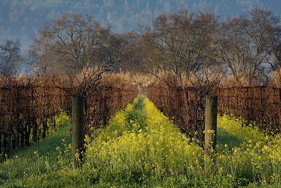 Mustard 3