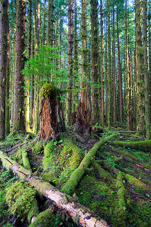 Hoh Rainforest 1