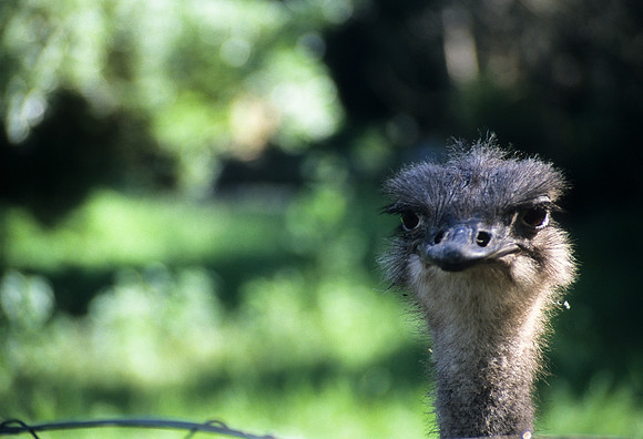 Curious Emu