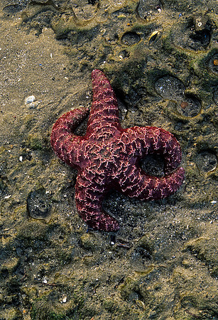 Starfish Hole