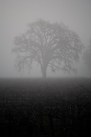 Oak in Fog