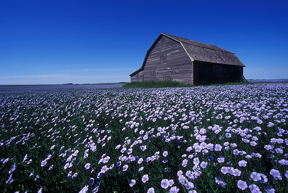 Flax Fields