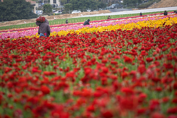 Carlsbad Flower Fields 7