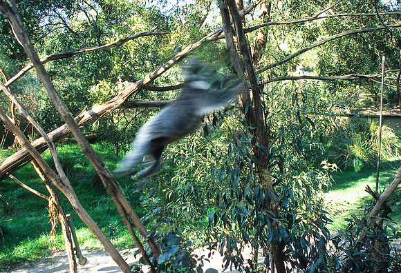 Koala Jump
