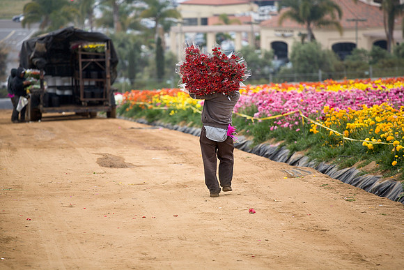 Carlsbad Flower Fields 4