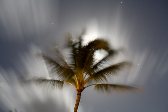 Palm Moon