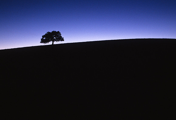 Walnut Creek Oak