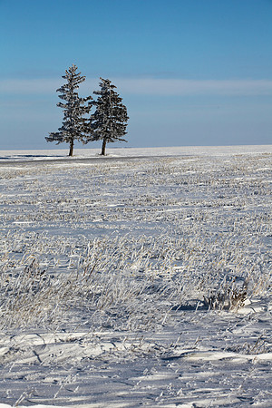 Trees