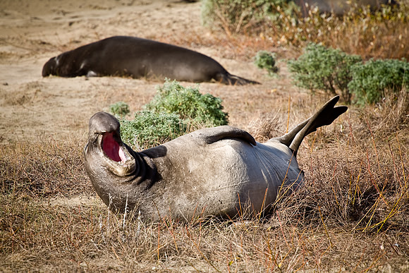 Yawn