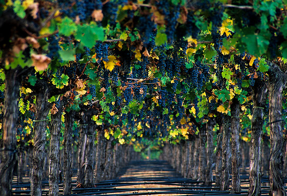 Grape Undergrowth