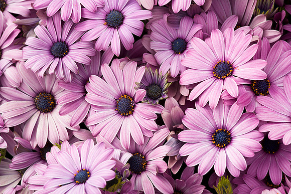 Carlsbad Flower Fields 15