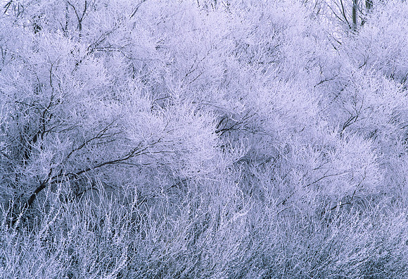 Frost Trees
