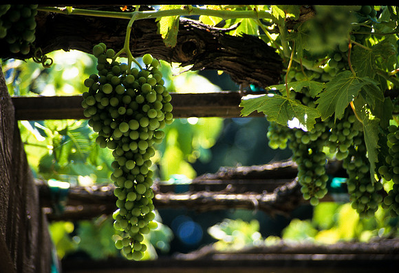 Grapes