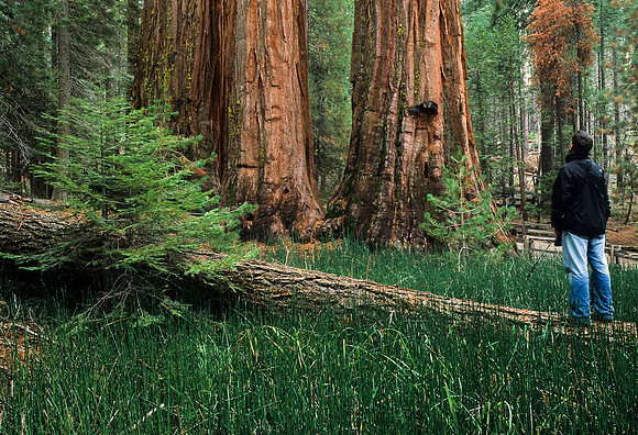 Grand Sequoias