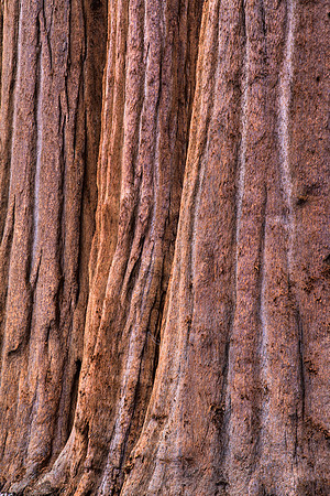 Three Sequoias