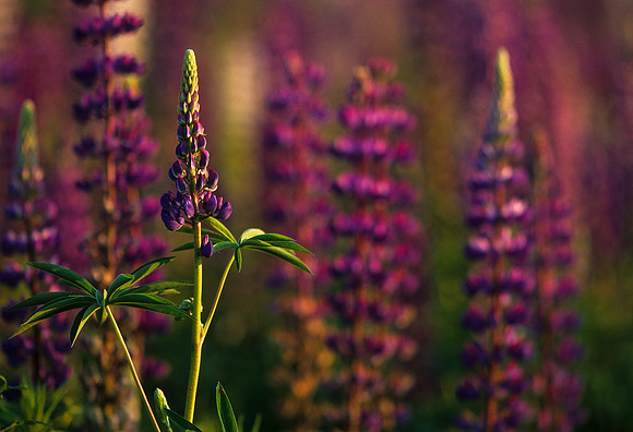 Lupine Closeup