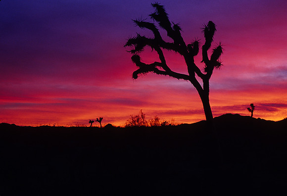 Joshua Tree Sunset