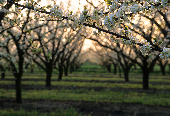 Spring Blossoms