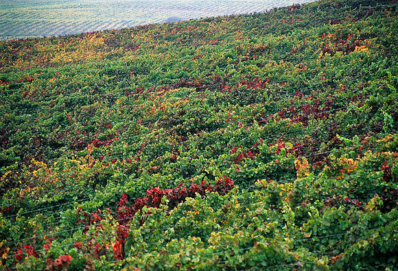 Colorful Vines