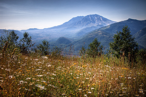 Volcano Wildflowers