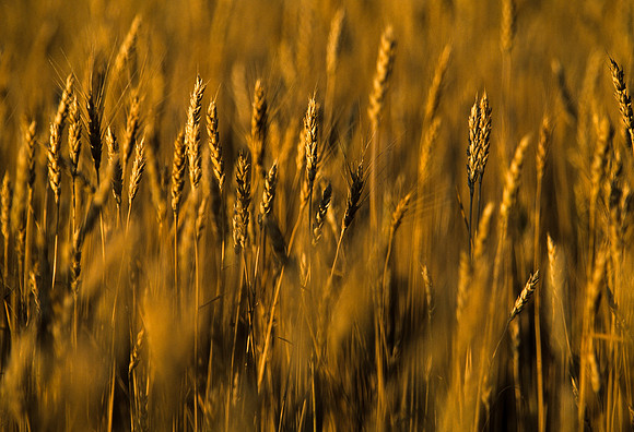 Golden Wheat