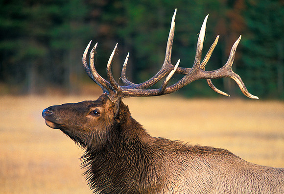 Elk Challenge