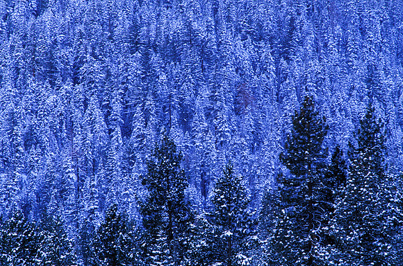Winter Forest