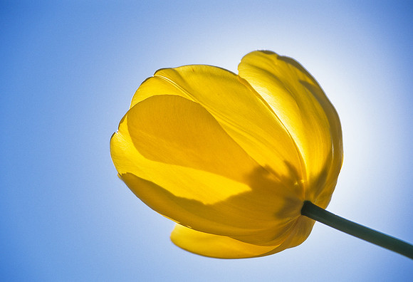 Yellow Tulip