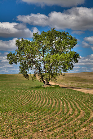 Prairie Tree
