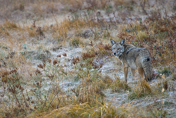 Coyote Stare
