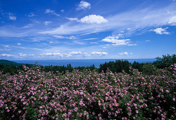 Fundy Flowers