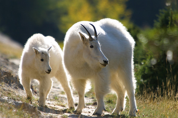 Mountain Goats