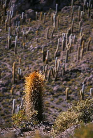 Cacti