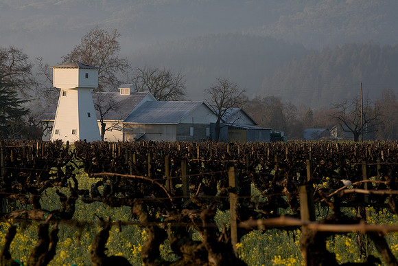 Morning Vineyard