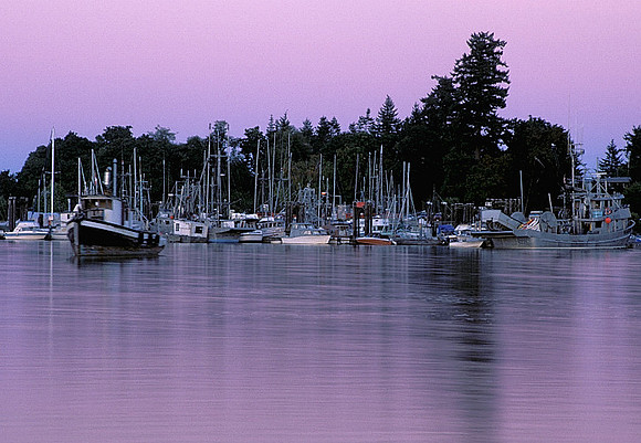 Deep Bay Purple
